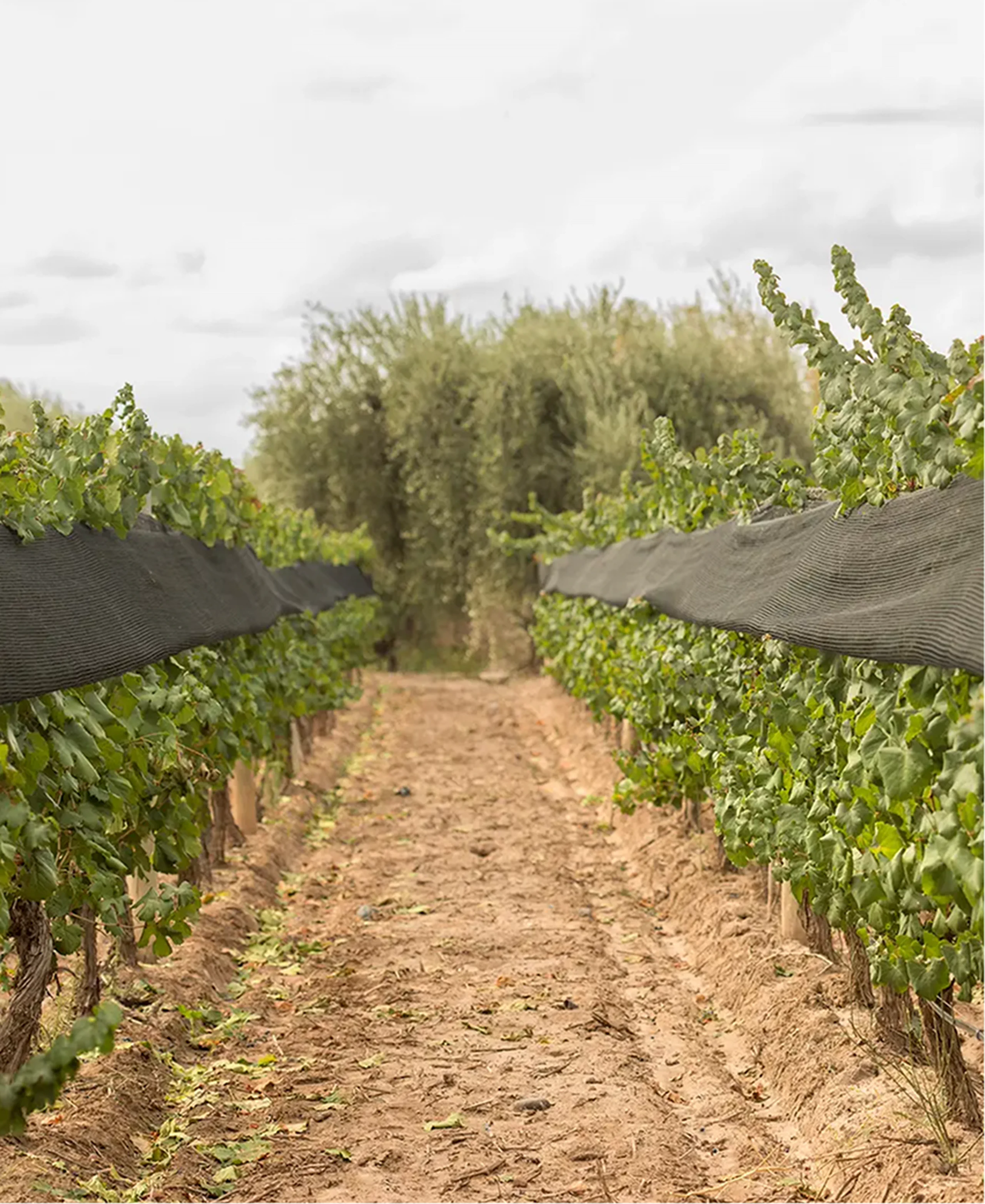 TERROIR